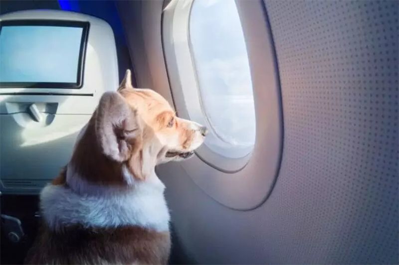 Saiba as novidades e as novas regras para o transporte de pets no avião